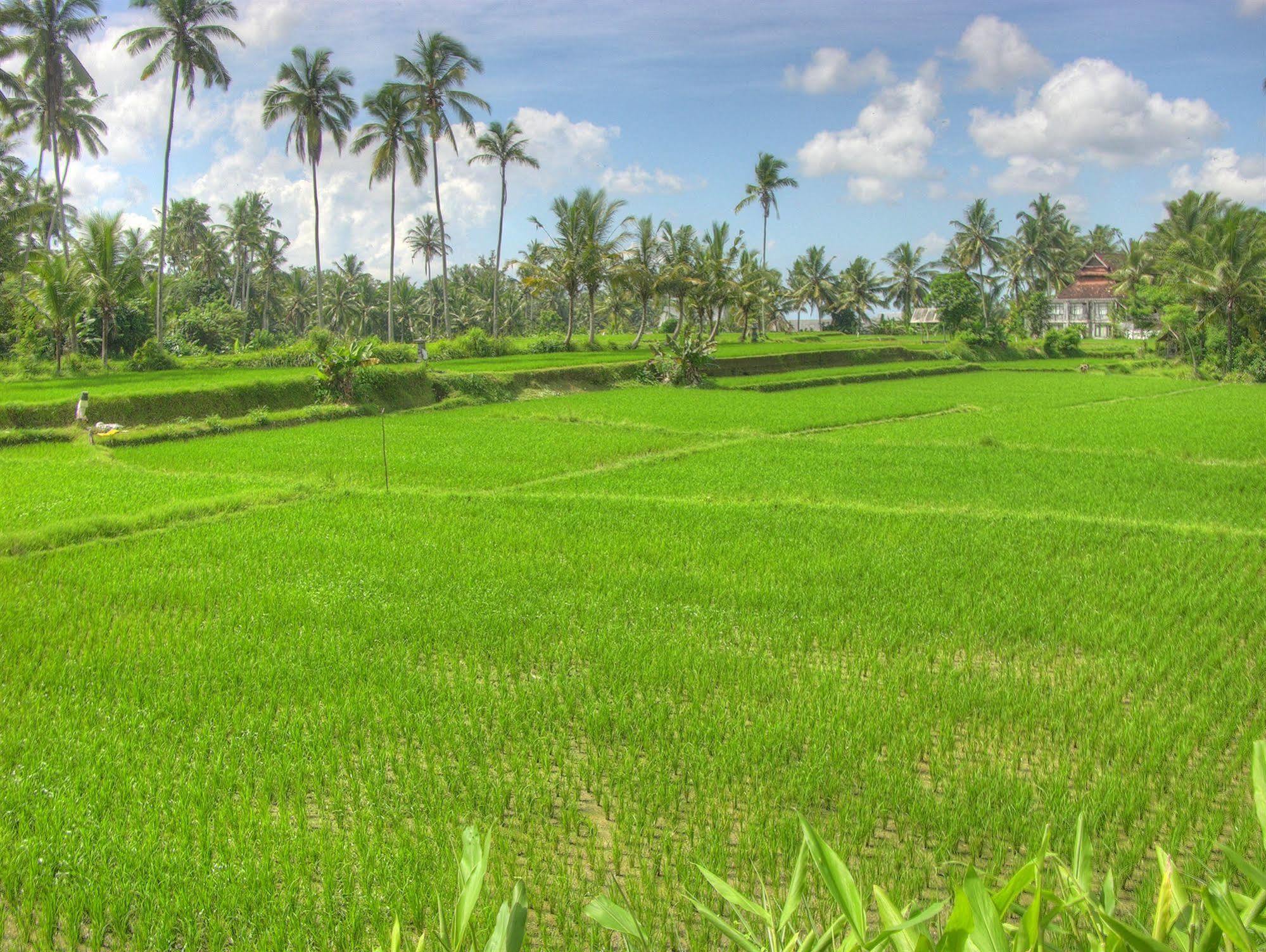 Villa Sabandari Ubud Zewnętrze zdjęcie