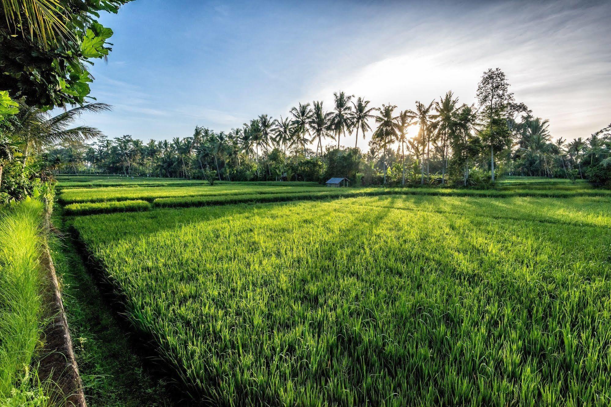 Villa Sabandari Ubud Zewnętrze zdjęcie