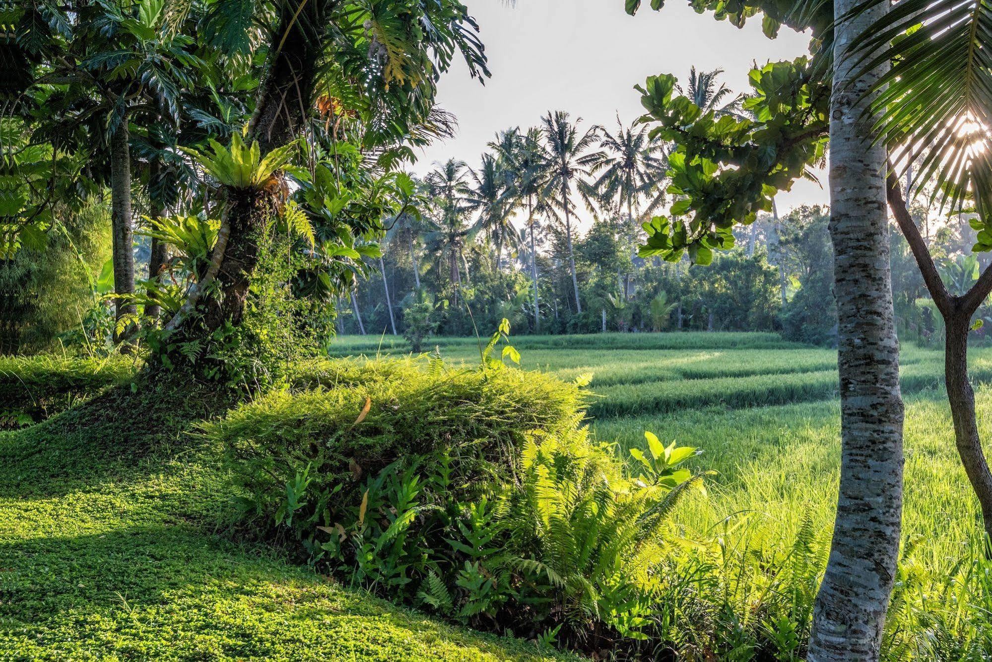 Villa Sabandari Ubud Zewnętrze zdjęcie